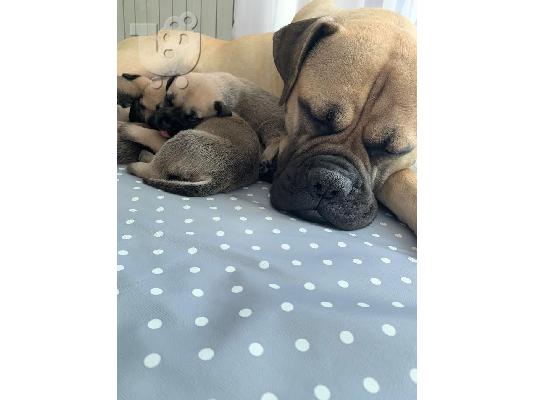 PoulaTo: Κουτάβια Bullmastiff